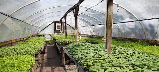 Climate control for indoor growing operations