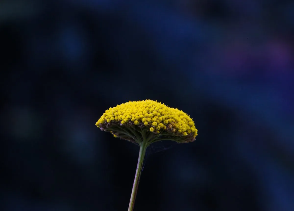 What Air Filtration Device Options Can Handle Smoke and Pollen?